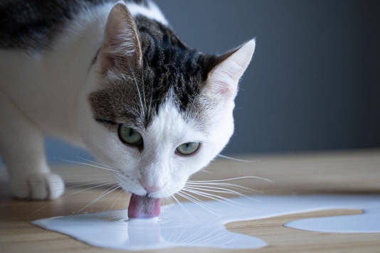 Ihatnak tejet a macskák-vagy sem?