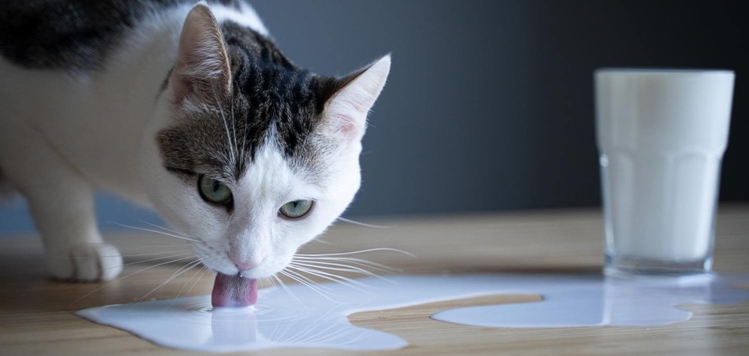 Ihatnak tejet a macskák-vagy sem?